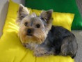/album/fotky/benji-3-jpg/